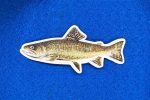 Adult Male Brook Trout Vinyl Sticker, Fish Sticker perfect for Canoes, Kayaks, Water Bottles